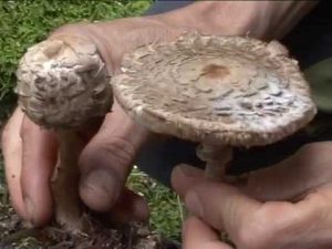 Macrolepiota rachodes @ Conoscere i funghi 05.09.2014