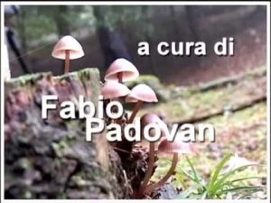 Cortinarius orellanoides @ Conoscere i funghi 04.09.2014