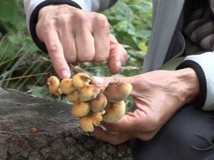 Hypholoma fasciculare@ Conoscere i funghi 02.09.2014