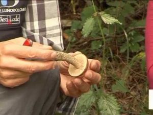 Leccinum scabrum @ Conoscere i funghi 18.10.2013