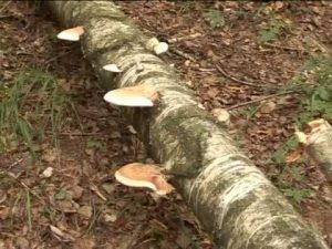 Piptoporus betulinus @ Conoscere i funghi 17.10.2013