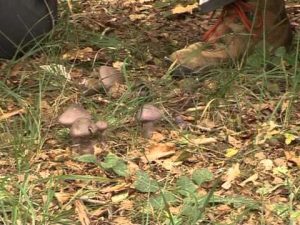 Cortinarius violaceus @ Conoscere i funghi 16.10.2013