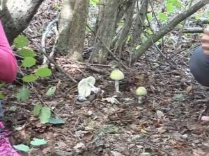 Amanita phalloides @ Conoscere i funghi 14.10.2013