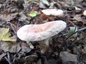 Lactarius torminosus @ Conoscere i funghi 12.10.2013