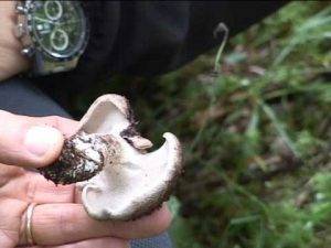 Sarcodon imbricatus @ Conoscere i funghi 07.10.213