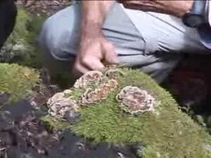 Trametes versicolor @ Conoscere i funghi 05.10.2013