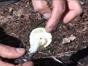 Amanita citrina @ Conoscere i funghi 04.10.2013