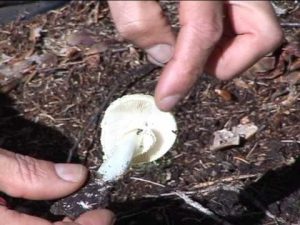 Amanita citrina @ Conoscere i funghi 04.10.2013