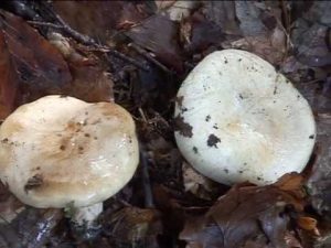 Lactarius pallidus @ Conoscere i funghi 02.10.2013