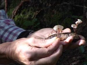 Marasmius scorodonius @ Conoscere i funghi 26.09.2013