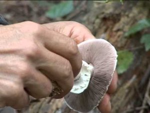 Agaricus essettei @ Conoscere i funghi 24.09.2013