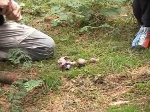 Cortinarius variicolor @ Conoscere i funghi 20.09.2013