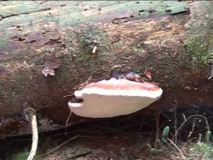 Fomitopsis pinicola @ Conoscere i funghi 19.09.2013