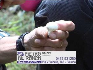 Lycoperdon perlatum @ Conoscere i funghi 17.09.2013