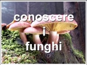 Clitopilus prunulus @ Conoscere i funghi 14.09.2013