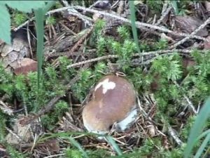 Boletus edulis @ Conoscere i funghi 13.09.2013