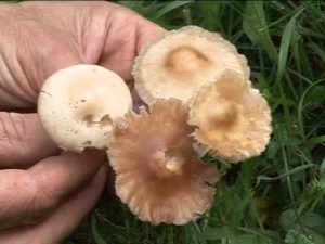 Marasmius oreades @ Conoscere i funghi 06.09.2013