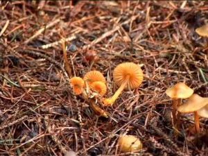 Mycena aurantiomarginata @ Conoscere i funghi 05.09.2013