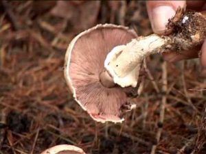 Agaricus sylvaticus @ Conoscere i funghi 04.09.2013