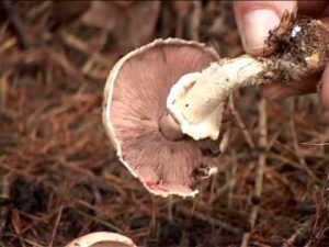 Agaricus sylvaticus @ Conoscere i funghi  04.09.2013