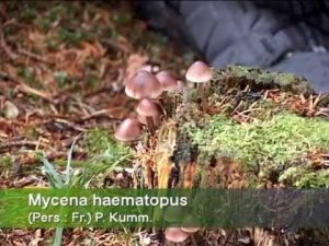 Mycena haematopus @ Conoscere i funghi  03.09.2013