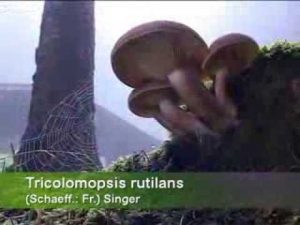 Tricolomopsis rutilans @ Conoscere i funghi  02.09.2013
