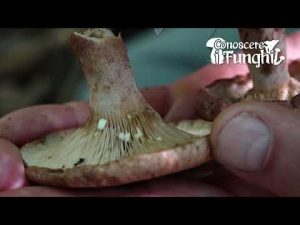 Conoscere i Funghi: Lactarius quietus [ NON COMMESTIBILE ]