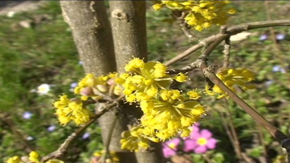 Ettore Saronide @ Fiori e piante della montagna bellunese 30.03.2015