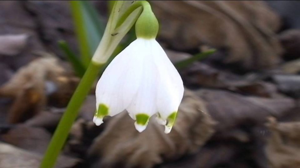 Leucojum Vernum @ Fiori e piante della montagna bellunese 31.03.2015