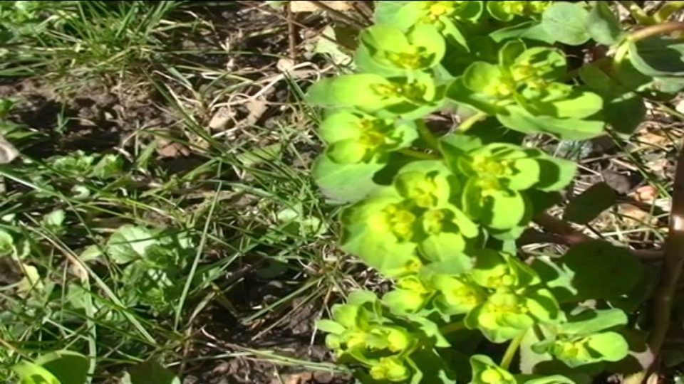 Euphorbia Helioscopia @ Fiori e piante della montagna bellunese 02.04.2015