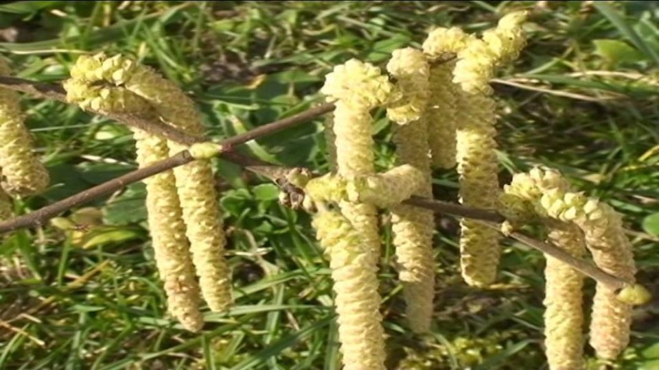 Corylus Avellana @ Fiori e piante della montagna bellunese 01.04.2015