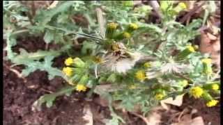 Senecio Vulgaris @ Fiori e piante della montagna bellunese 04.04.2015