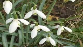 Galanthus Nivalis @ Fiori e piante della montagna bellunese 03.04.2015