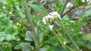 Cardamine Hirsuta @ Fiori e piante della montagna bellunese 18.04.2015