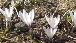 Crocus Albiflorus @ Fiori e piante della montagna bellunese 20.04.2015