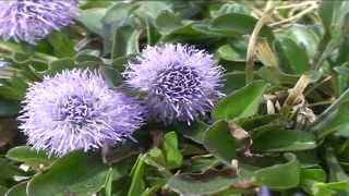 Globularia Bisnagarica @ Fiori e piante della montagna bellunese 23.04.2015