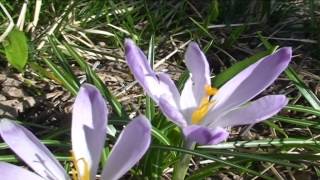 Crocus exiguus Shur @ Fiori e piante della montagna bellunese 10.04.2015