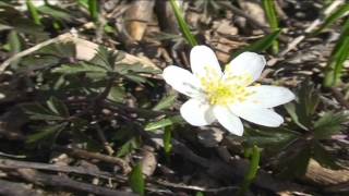 Anemone Nemorosa @ Fiori e piante della montagna bellunese 11.04.2015