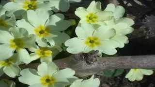 Primula Vulgaris Hudson @ Fiori e piante della montagna bellunese 16.04.2015