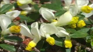 Polygala Chamaebuxus @ Fiori e piante della montagna bellunese 24.04.2015