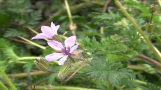 Erodium Cicutarium @ Fiori e piante della montagna bellunese 27.04.2015