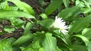 Allium Ursinum @ Fiori e piante della montagna bellunese 28.04.2015