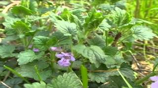 Glechoma Hederacea @ Fiori e piante della montagna bellunese 29.04.2015