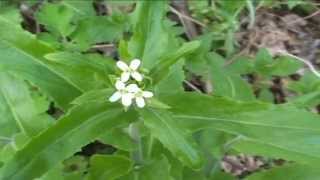 Arabis turrita @ Fiori e piante della montagna bellunese 02.05.2015