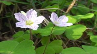 Oxalis acetosella @ Fiori e piante della montagna bellunese 04.05.2015