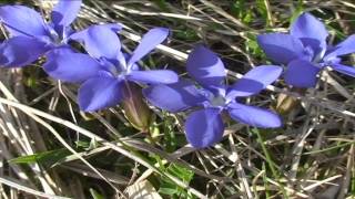 Gentiana verna @ Fiori e piante della montagna bellunese 06.05.2015