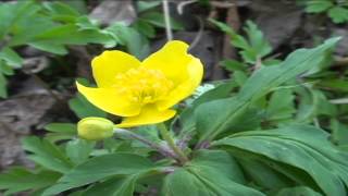 Anemone ranunculoides @ Fiori e piante della montagna bellunese 07.05.2015