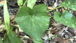 Arum maculatum @ Fiori e piante della montagna bellunese 08.05.2015