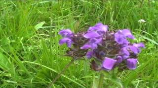 Prunella vulgaris @ Fiori e piante della montagna bellunese 09.05.2015