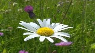 Leucanthemum vulgare @ Fiori e piante della montagna bellunese 11.05.2015